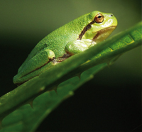 Biodiv