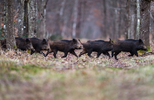 Jours de chasse en forêt de Sénart et au Bois Chardon