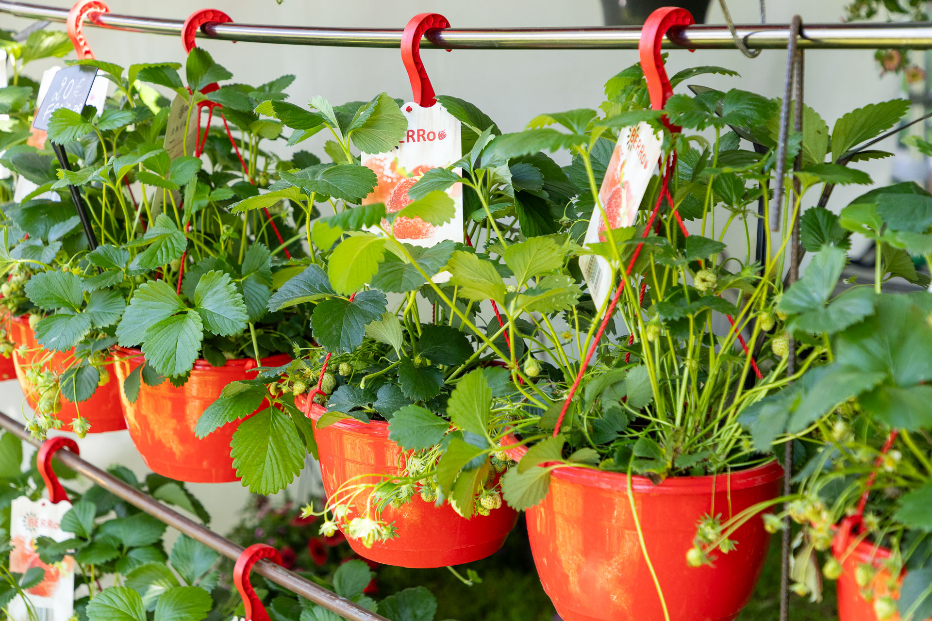 2026-05-09-Fete-des-Jardins-web-0288